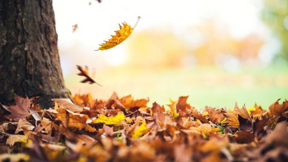 Where to Take Beautiful Fall Pictures Around Long Island | Howard Hanna Coach Realtors